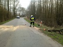 Niebezpiecznie pochylone  drzewa na drodze powiatowej w okolicy miejscowości Strzeszewo