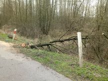 Niebezpiecznie pochylone  drzewa na drodze powiatowej w okolicy miejscowości Strzeszewo