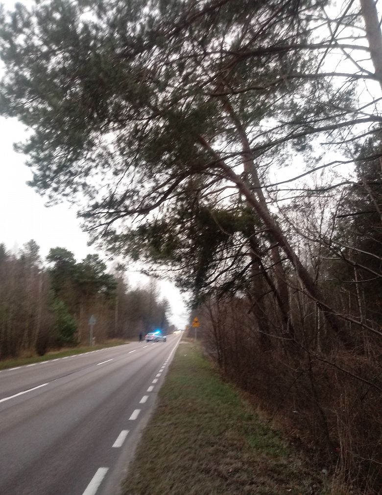 Pochylone drzewo na drodze wojewódzkiej nr 677