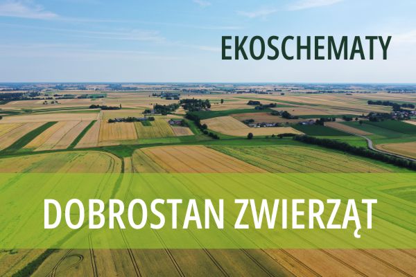 Ekoschemat „Dobrostan zwierząt” - dodatkowe pieniądze dla hodowców bydła